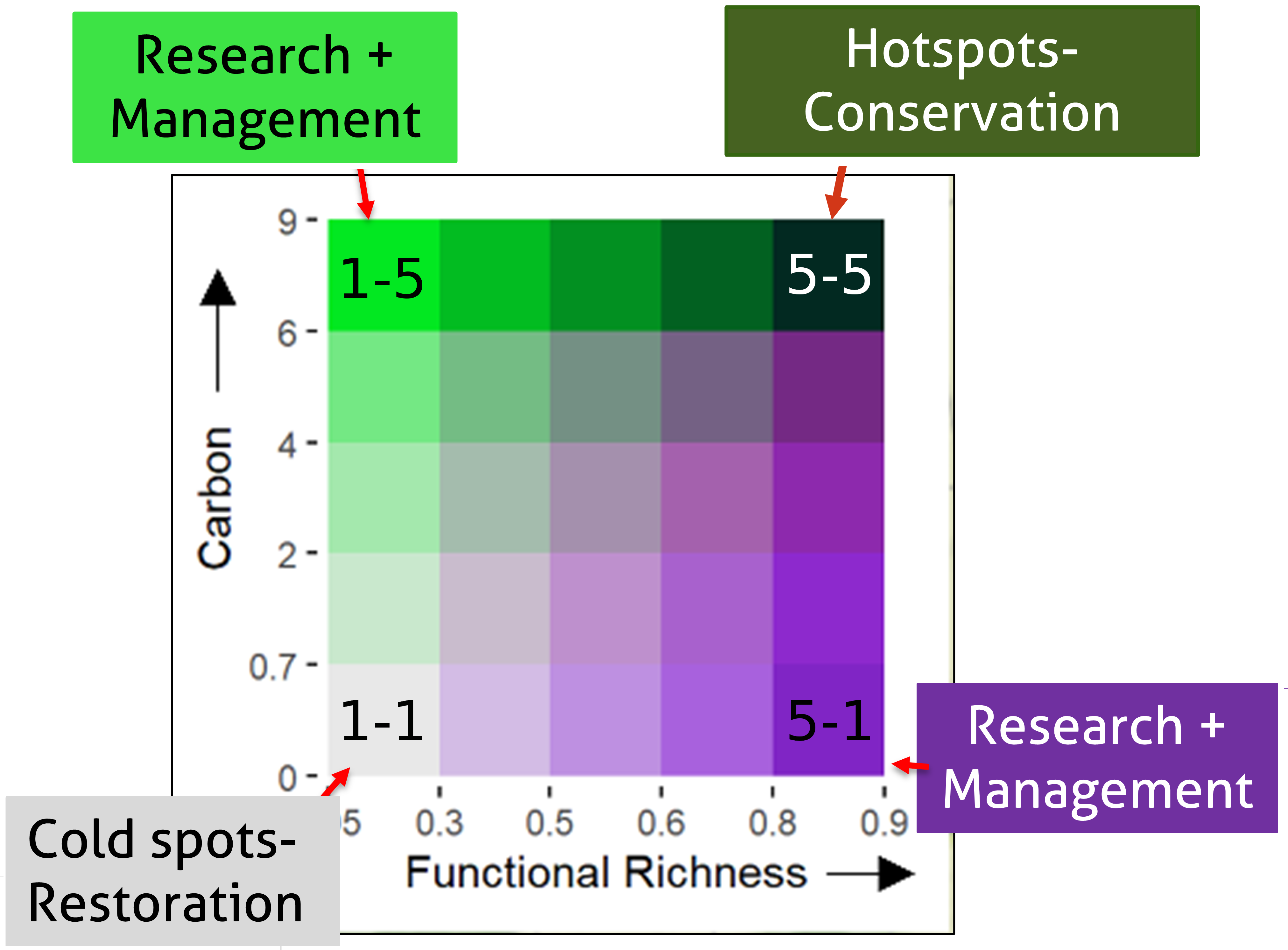 A bivarate colour legend, showing a grid of 25 colours ranging from white to dark purple on the x-axis and from white to bright green on the y-axis. Values are a mix of green and purple becoming progressivly more saturated as they go up and right. The x-axis is labelled functional richness, the y-axis is labelled carbon. The upper right tile is labelled 'Hotspot-Conservation', the bottom left tile is labelled 'Coldspot - Restoration', the two other corner tiles are labelled 'Research + Management'.